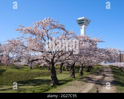 Kirschblüten und Goryokaku Tower, Hokkaido, Japan Stockfoto