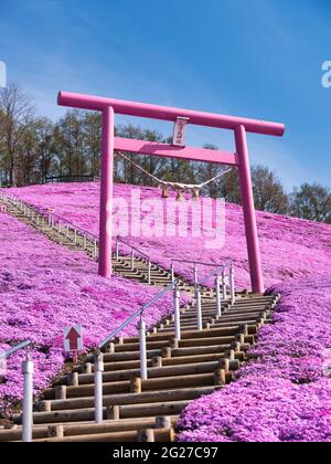 Higashimokoto Shibazakura Park, Hokkaido, Japan Stockfoto