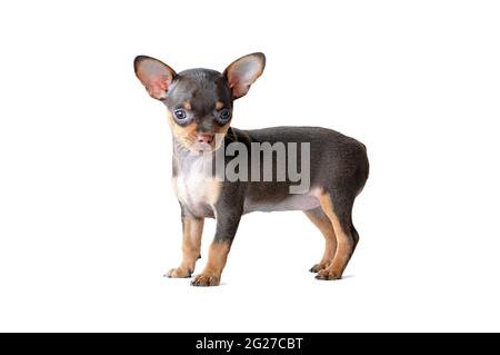 Entzückender chihuahua Hund auf weißem Hintergrund Stockfoto