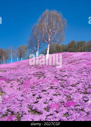 Higashimokoto Shibazakura Park, Hokkaido, Japan Stockfoto