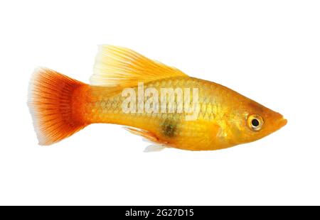 Hi Fin Platy platy männlicher Xiphophorus maculatus tropischer Aquarienfisch Stockfoto