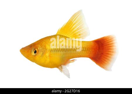 Hi Fin Platy platy männlicher Xiphophorus maculatus tropischer Aquarienfisch Stockfoto