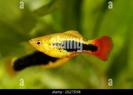 sunburst platy Männchen Xiphophorus maculatus tropischen Aquarienfisch Stockfoto