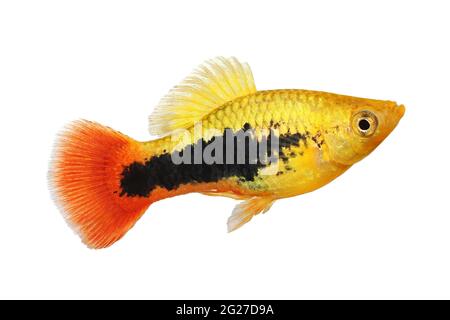 sunburst platy Männchen Xiphophorus maculatus tropischen Aquarienfisch Stockfoto