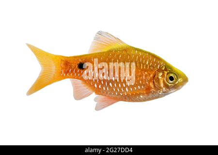 Rosy Barb Rüde Pethia conchonius Süßwasser tropische Aquarienfische Stockfoto