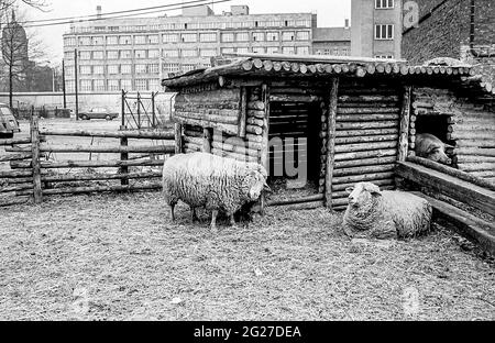 Nutztiere an der Mauer, West-Berlin, Deutschland, 1983. Stockfoto