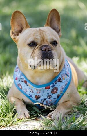 5-jähriger brauner Franzose, der sich hinlegt und die Umgebung scannt. Hundepark an der Leine in Nordkalifornien. Stockfoto