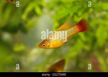 Hi Fin Platy platy männlicher Xiphophorus maculatus tropischer Aquarienfisch Stockfoto