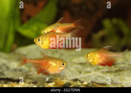 Schwarm von Orange Red Flame Tetra Hyphessobrycon flammeus Rio tetra tropischer Aquarienfische Stockfoto