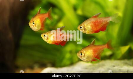 Schwarm von Orange Red Flame Tetra Hyphessobrycon flammeus Rio tetra tropischer Aquarienfische Stockfoto