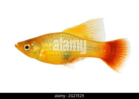 Hi Fin Platy platy männlicher Xiphophorus maculatus tropischer Aquarienfisch Stockfoto