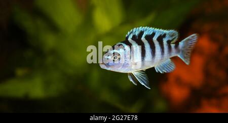 Kenyi oder Kennyi cichlid Maylandia lombardoi Aquarienfische Stockfoto