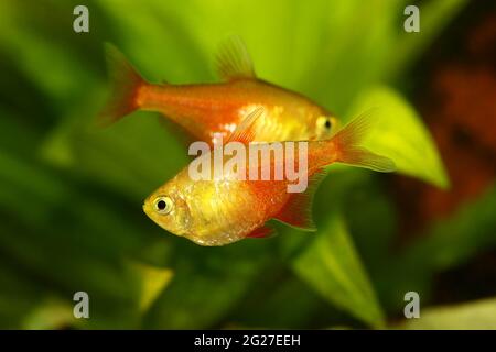 Schwarm von Orange Red Flame Tetra Hyphessobrycon flammeus Rio tetra tropischer Aquarienfische Stockfoto