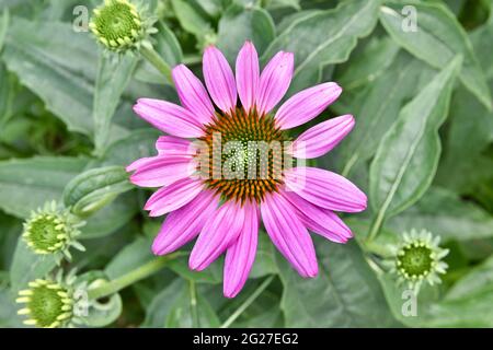 Das Blütengesicht einer purpurnen Blütenblume (Echinacea purea) in voller Blüte. Nahaufnahme. Stockfoto