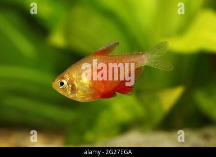 Schwarm von Orange Red Flame Tetra Hyphessobrycon flammeus Rio tetra tropischer Aquarienfische Stockfoto