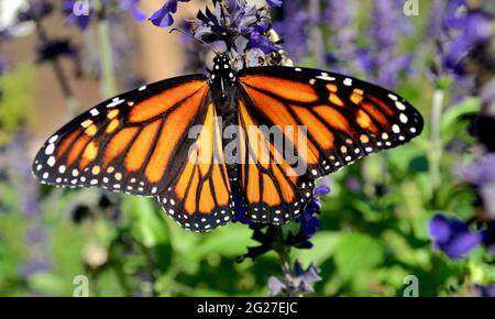 Ein weiblicher Monarchschmetterling (Danaus plexippus) mit atemberaubenden orangefarbenen und schwarzen Flügeln ernährt sich von der nektarblauen Salvia. Nahaufnahme. Stockfoto