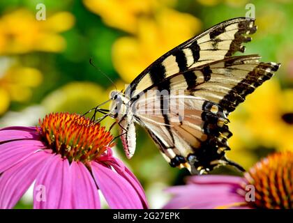 Nahaufnahme eines Östlichen Tiger-Schwalbenschwanzes (Papilio glaucus), der sich am Nektar der purpurnen Konelblume (Echinacea purpurea) ernährt. Speicherplatz kopieren. Stockfoto
