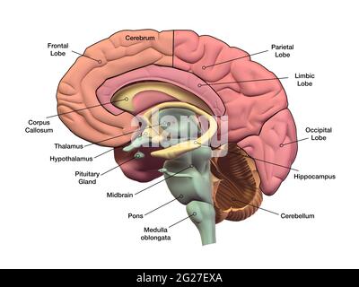 Sagitaler Abschnitt des menschlichen Gehirns mit Regionen und Beschriftungen. Stockfoto