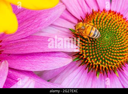 Nahaufnahme einer Honigbiene (APIs mellifera), die Pollen aus der Blütenscheibe einer purpurnen Blütenblume (Echinacea Purpurea) sammelt. Nahaufnahme. Stockfoto