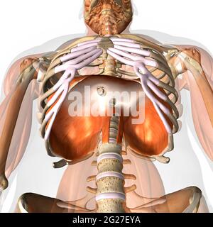 3D-Rendering der Anatomie des menschlichen Zwerchfells, Low-Angle-Ansicht auf weißem Hintergrund. Stockfoto