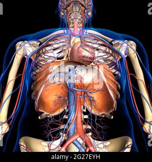 3D-Darstellung der Membrananatomie mit Kreislaufsystem, auf schwarzem Hintergrund. Stockfoto