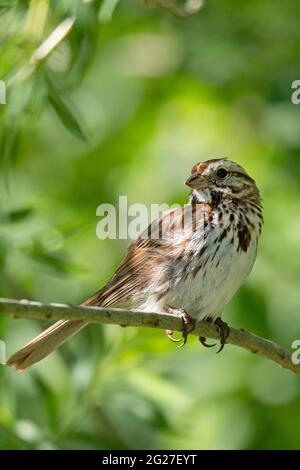 Song Sparrow (Melospiza melodia), in einem Baum thront Stockfoto