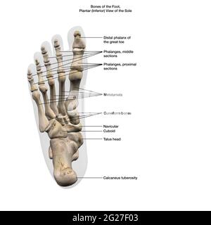 3D-Darstellung der Knochen auf dem menschlichen Fuß, mit Etiketten. Stockfoto