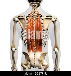 Die erector spinae Muskeln des menschlichen Rückens mit Skelettanatomie, auf weißem Hintergrund. Stockfoto