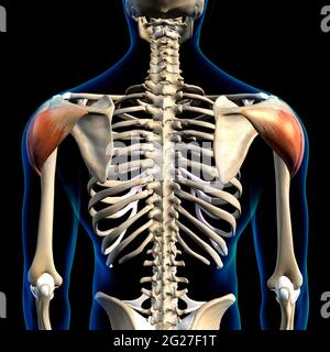 Deltoidmuskeln, die in der posterioren Ansicht mit der menschlichen Skelettanatomie isoliert sind. Stockfoto
