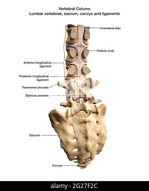 3D-Rendering mit posteriorer Ansicht der Wirbelsäule mit Beschriftungen. Stockfoto