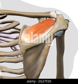 3D-Darstellung des supraspinatus-Muskels in der posterioren Ansicht der menschlichen Skelettanatomie. Stockfoto