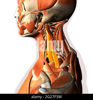 Scalene Nackenmuskeln innerhalb des Muskelsystems hervorgehoben, auf weißem Hintergrund. Stockfoto