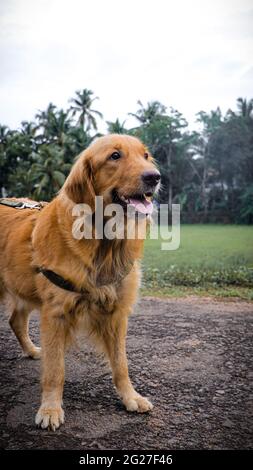 golden Retriever Hund glücklich lächelnd während eines Spaziergangs draußen Stockfoto