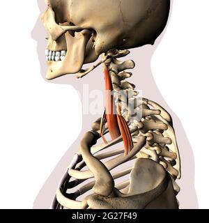 Im Skelettsystem isolierte Skalenhalsmuskeln auf weißem Hintergrund. Stockfoto