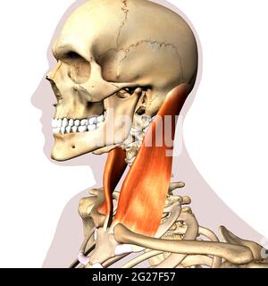 Der innerhalb des Skelettsystems isolierte Sternocleidomastoid-Halsmuskel auf weißem Hintergrund. Stockfoto