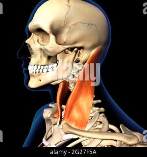 Der im Skelettsystem isolierte Sternocleidomastoid-Halsmuskel auf schwarzem Hintergrund. Stockfoto