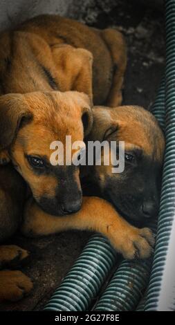 Niedliche braune Doberman Pinscher Welpen entspannen und Klammern sich an einander Stockfoto
