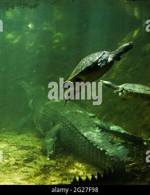 Foto aus einem Reptilienzoo von einem Krokodil und Schildkröten in einem grünen Aquarium, das nebeneinander existiert Stockfoto