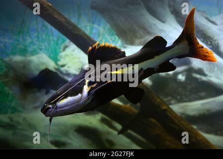 Aquarienfische des Rotschwanzwels phractocephalus hemioliopterus auf dem Hintergrund des Aquariums. Selektiver Fokus Stockfoto