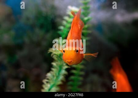 Nahaufnahme eines orangeroten Papageiendeckels auf einem grünen Hintergrund. Aquariumfische schwimmen, um sich zu treffen oder das Meeresleben zu füttern. Fotos während des Tauchens. Meer oder Wasser Stockfoto