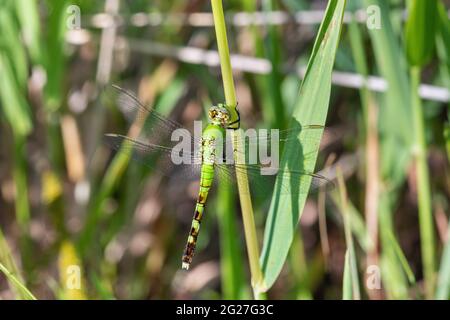 Weibliche östliche Pondhawk-Libelle (Erythemis simplicicollis) in Iowa Stockfoto
