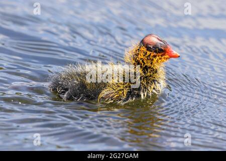 American Coot Chick Schwimmen in einem See. Santa Clara County, Kalifornien, USA. Stockfoto