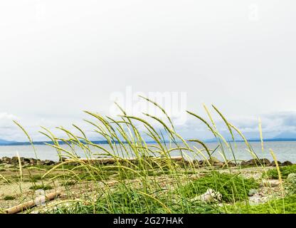 Wildes Strandgras, das im Wind weht, Treibholz, Sand, grüne Pflanzen, Insel in der Ferne und wolkiger Himmel. Für Kalender geeignet. Stockfoto