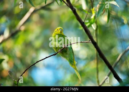 Ein kleiner, heller Vogel aus grünem und gelbem Wellensittich-Papagei (Melopsittacus undulatus) sitzt auf dem Ast auf Blättern und blauem Himmel Hintergrund Stockfoto