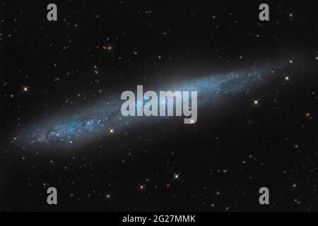 NGC 55, eine Zwerggalaxie in Bildhauer. Stockfoto