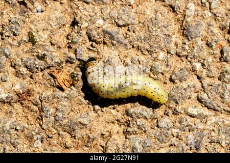 Gelbe Raupe mit schwarzen Punkten auf Asphalt im Sonnenlicht. Nahaufnahme der Insekten in der Draufsicht Stockfoto