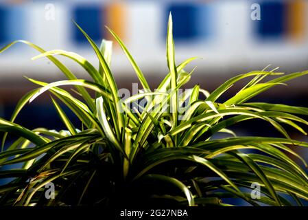 Lebendige chlorophytum-Pflanze in der Nähe des Gartens Stockfoto