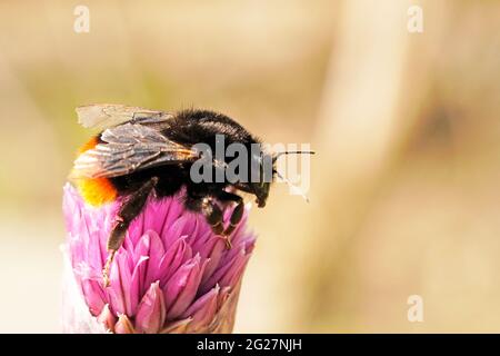 Eine Hummel sammelt Nektar auf der Blüte des Schnittlauch. Nahaufnahme von Insekten mit hellbraunem Hintergrund. Bombus. Stockfoto