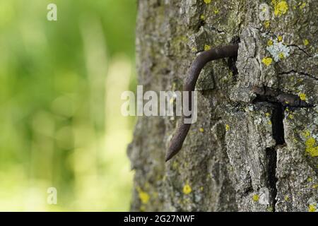 Nagel in den Baum. Nahaufnahme einer Baumrinde mit einem rostigen Nagel. Stockfoto