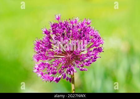 Riesige Zwiebel, Allium giganteum. Nahaufnahme der Anlage. Rosafarbene runde Blütenform. Stockfoto